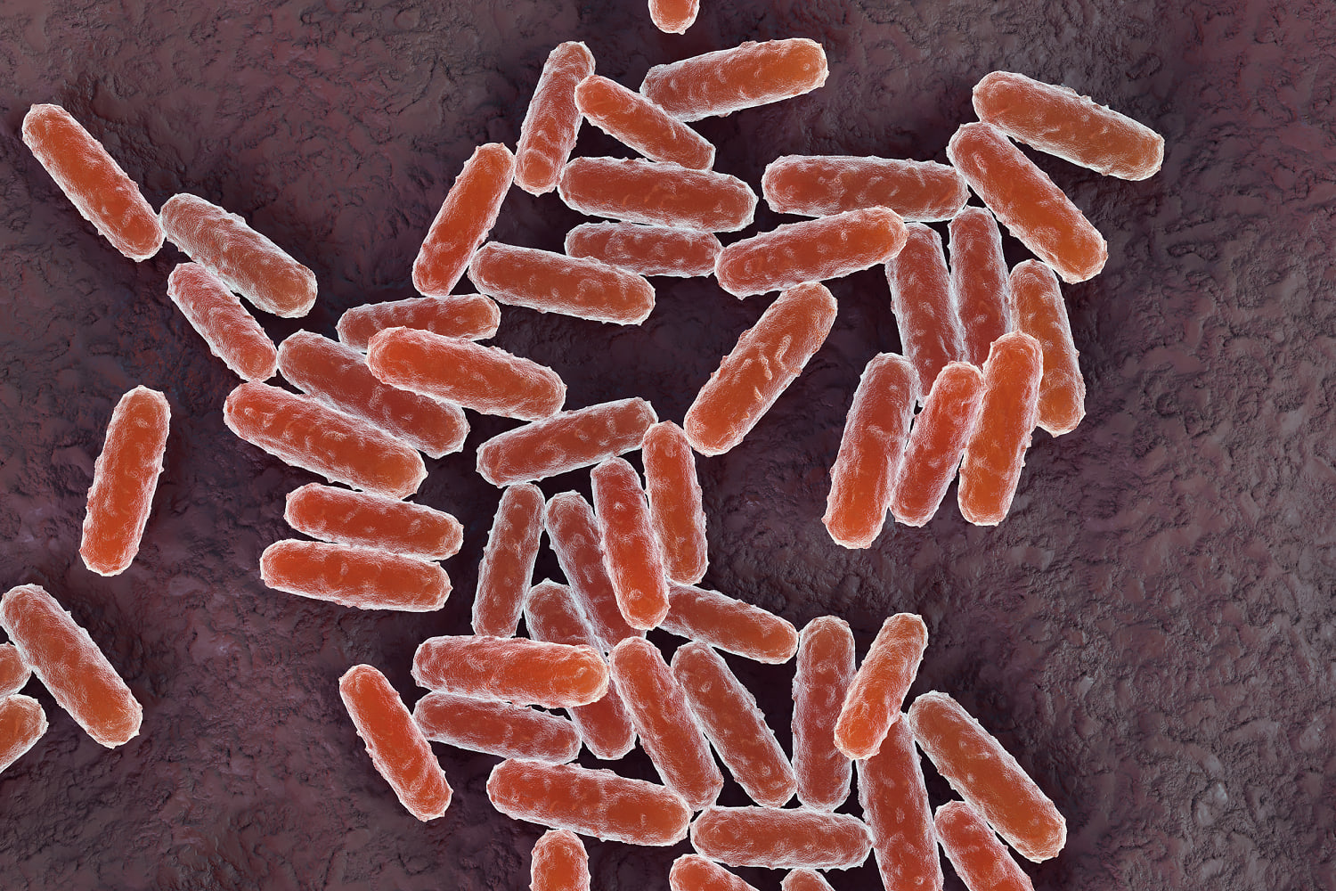 An illustration of rod-shaped bacteria, colored orange, scattered across a dark red surface.